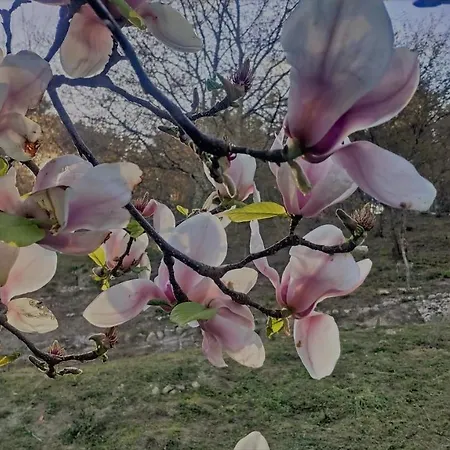 O Aconchego Raizes Kır Evi