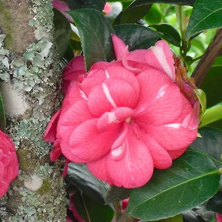 O Aconchego Raizes Kır Evi *