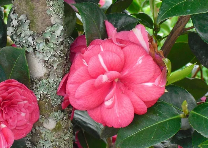 O Aconchego Raizes 컨트리하우스 *